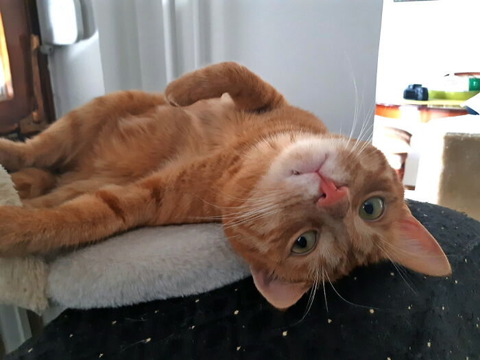 He Likes To Turn Into A Cheshire Cat