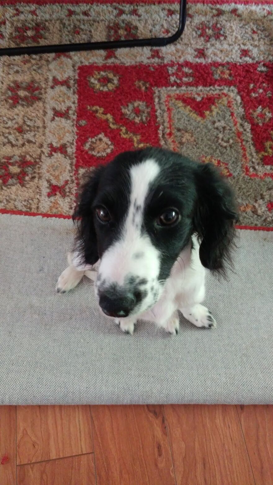My [former Farm] Dog, Zeke