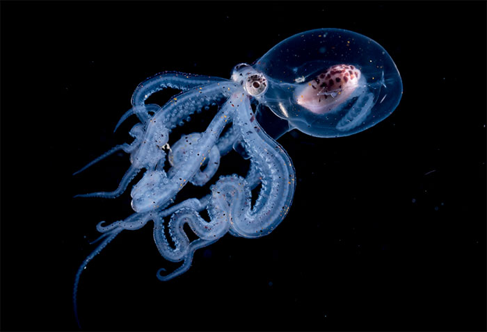 Blackwater Photographer Captures A Young Octopus With A Transparent Head, And You Can Even See Its Brain