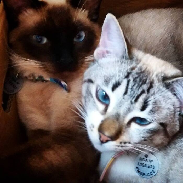 Pintucchio & Shoxana