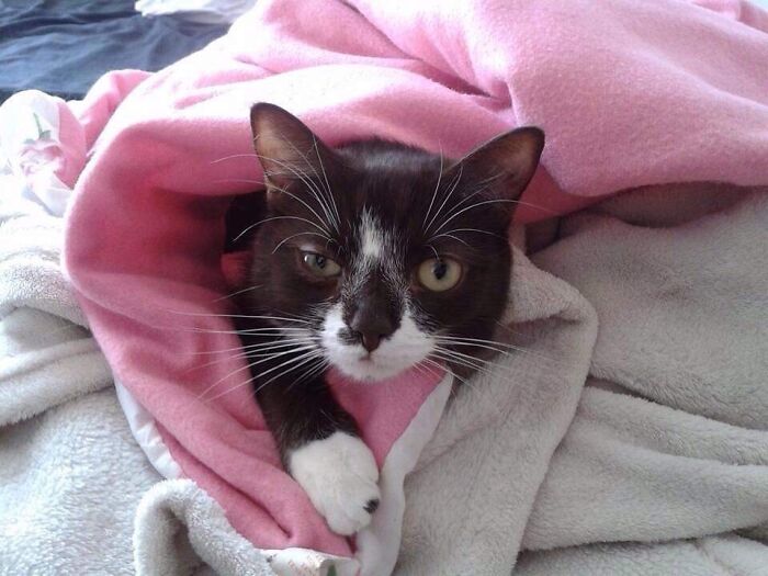 Moxie, One Of Our Special Needs Rescue Cats