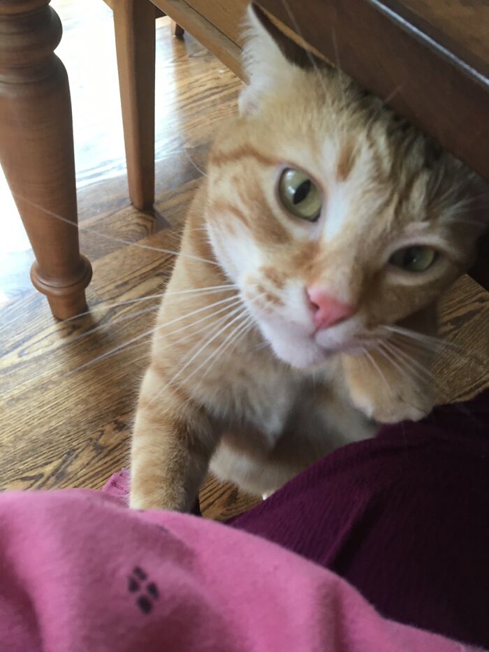 Someone Decided He Wanted My Food- He Was Sadly Mistaken