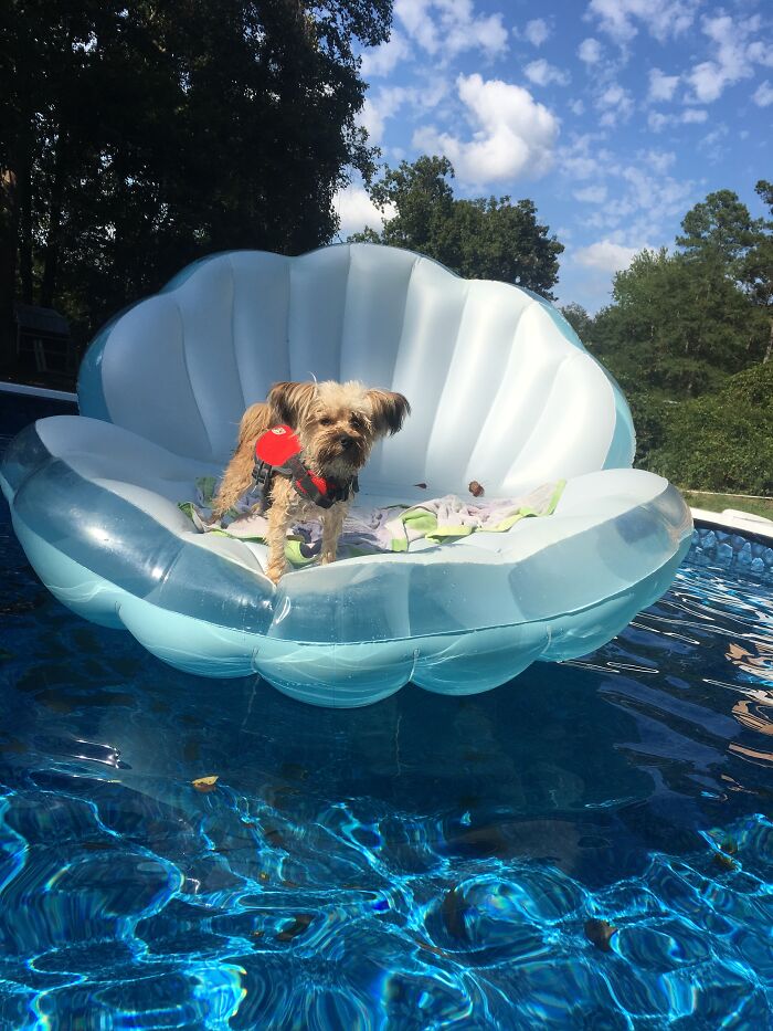 The Goodest Boi Ever Recreates The Birth Of Venus!