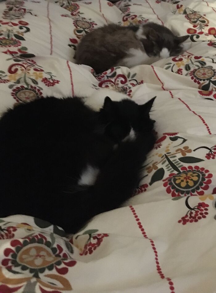 I Was Surprised To See Them Like This, They Usually Don’t Get Along