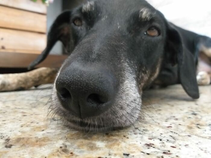 Meet My Buddy, Preto