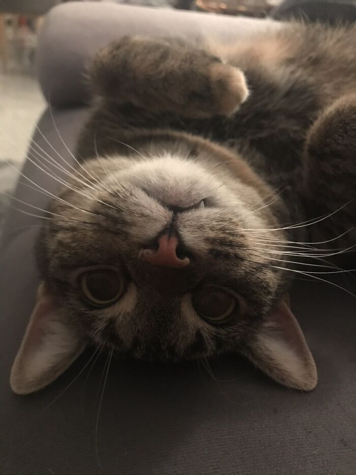 Freya -Merlin‘S Sister - Also Likes To Ask For Belly Rubs