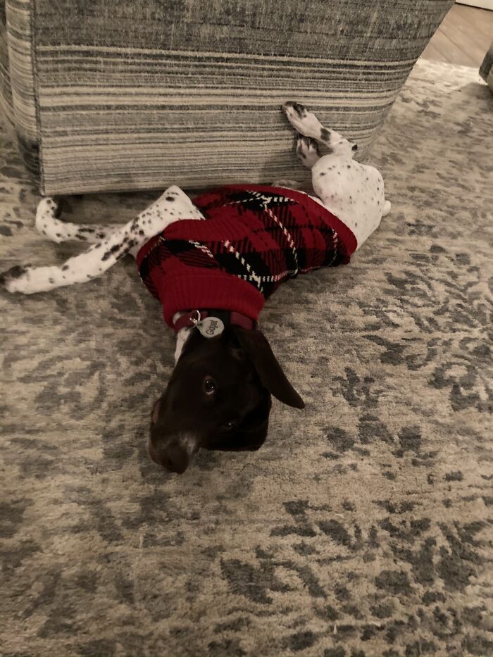 This Is My Baby Gidget