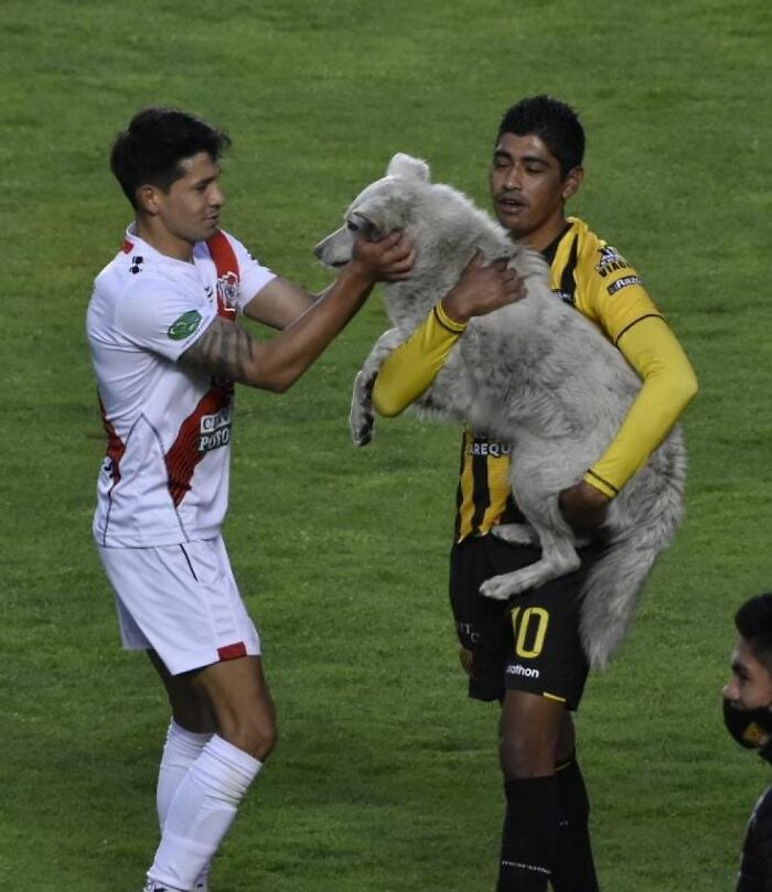 Stray Dog Interrupts A Pro Soccer Match In Bolivia, Gets Adopted By A Player Who Carried Him Off The Field