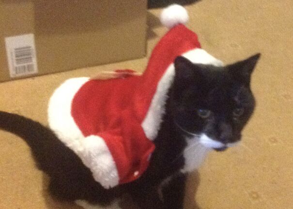 Gusto The Grinch. He Wouldn’t Let Me Put It On Him Properly. Rip Gusto - I Miss You So Much.