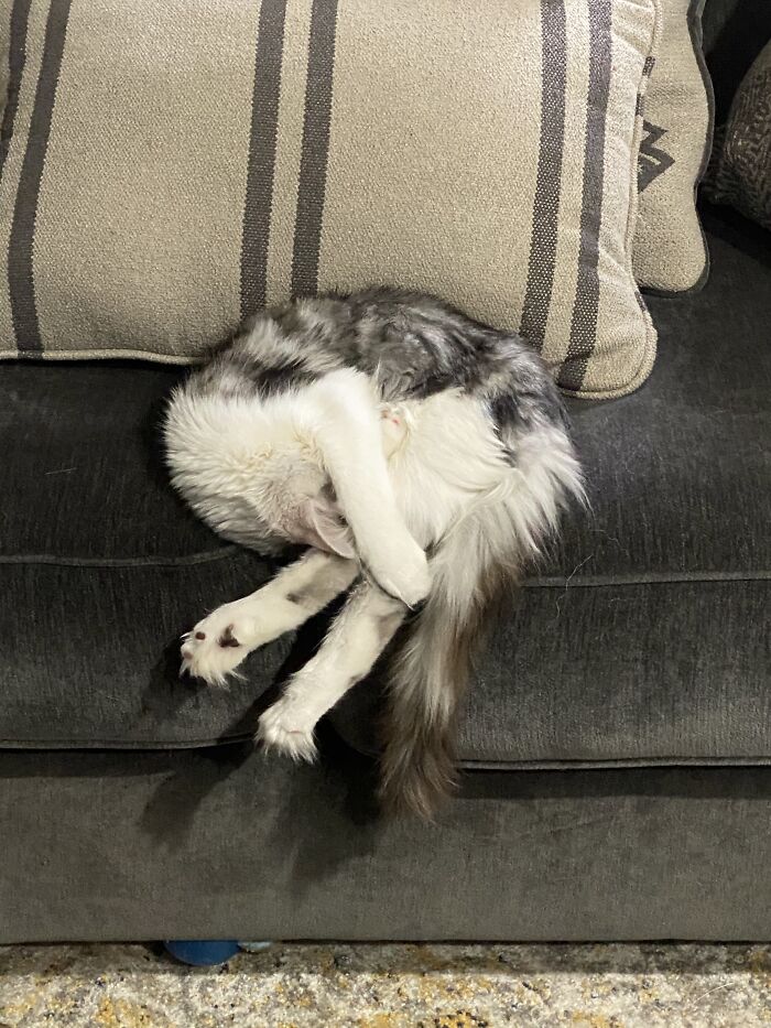 My Cat Seems To Be Assembled Incorrectly