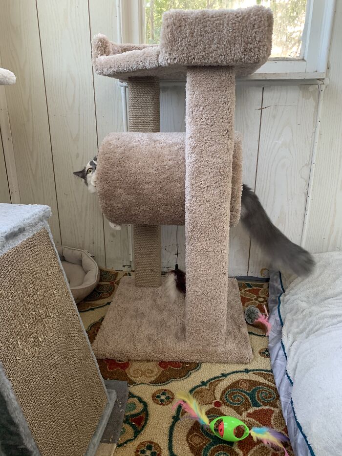 Grab My Tail Again I Dare Ya