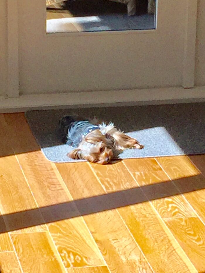 Floppy Eared/Sun Dial