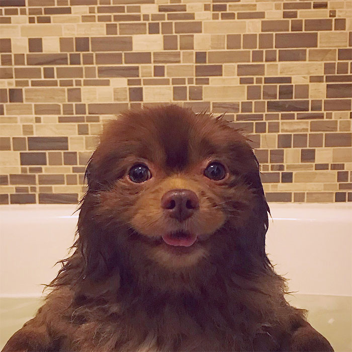 Puppy That Looks Like A Bear Cub Was Abandoned For Being "Too Big To Sell," Finds A Loving Home