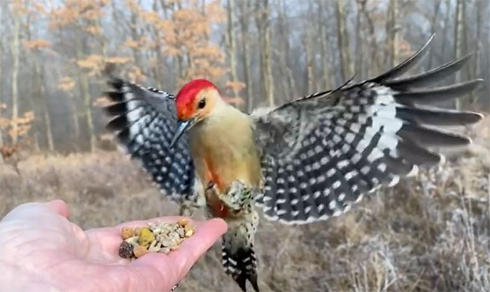 Photographer Records Fun Videos Of Birds Eating From Her Palm In Slow Motion