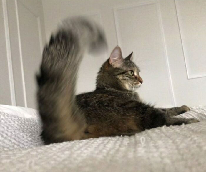 Ricky Gervais Attempts To Foster A Cat But Ends Up Adopting Her And She's Taking Over His Feed Ricky Gervais Attempts To Foster A Cat But Ends Up Adopting Her And She's Taking Over His Feed