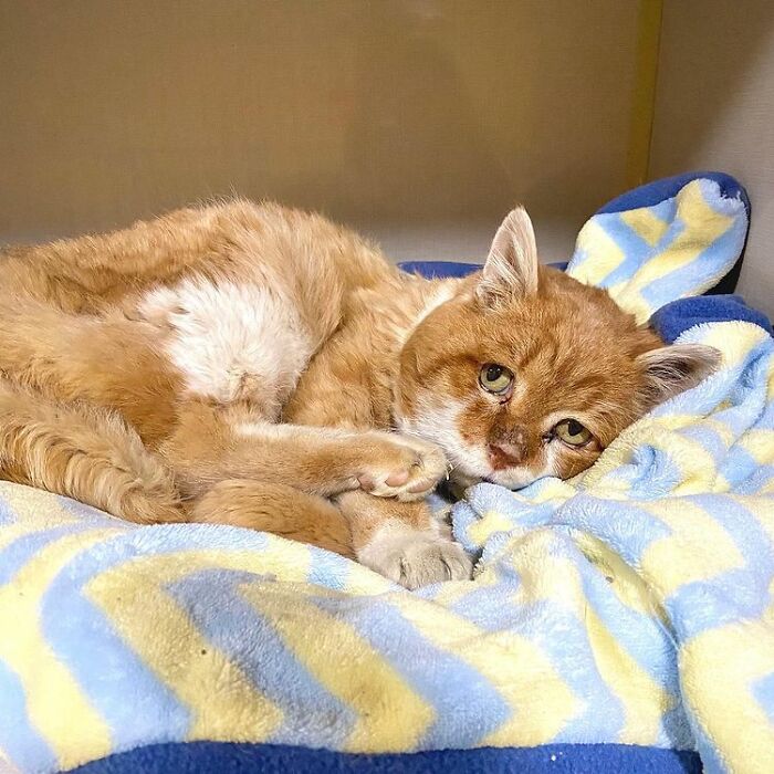 3-Legged Cat Goes Back To The House Where He Once Discovered Kindness And Finds A Family Of His Dreams