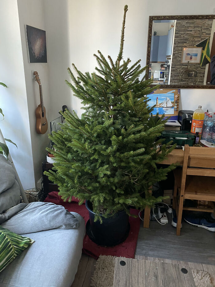 London&rsquo;s Christmas Tree Rental Provides A Solution That Solves The Real VS. Artificial Tree Debate