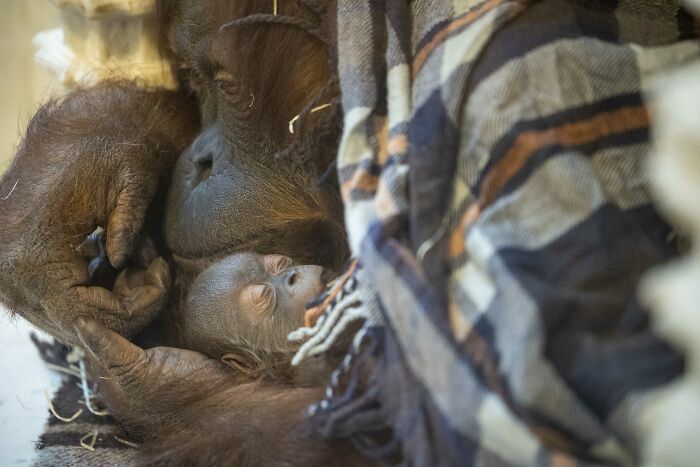 The Family Of Orangutans That Went Viral For Making Friends With Otters Now Celebrates The Birth Of Their &ldquo;Oranguson&rdquo;
