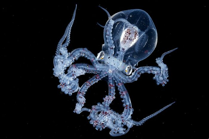 Blackwater Photographer Captures A Young Octopus With A Transparent Head, And You Can Even See Its Brain