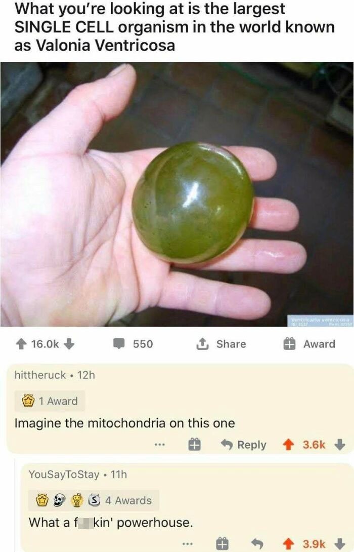 Absolute Unit Right Here