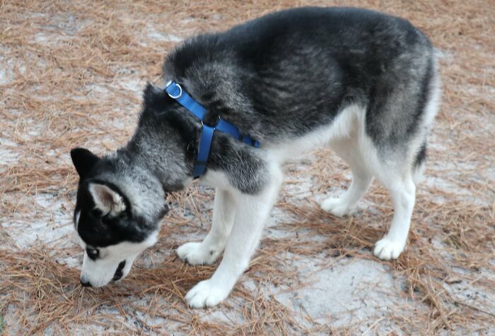 Dog Was Left Tied To A Fence All Alone For 5 Days Because His Owners Left Him When They Moved House Dog Was Left Tied To A Fence All Alone For 5 Days Because His Owners Left Him When They Moved House