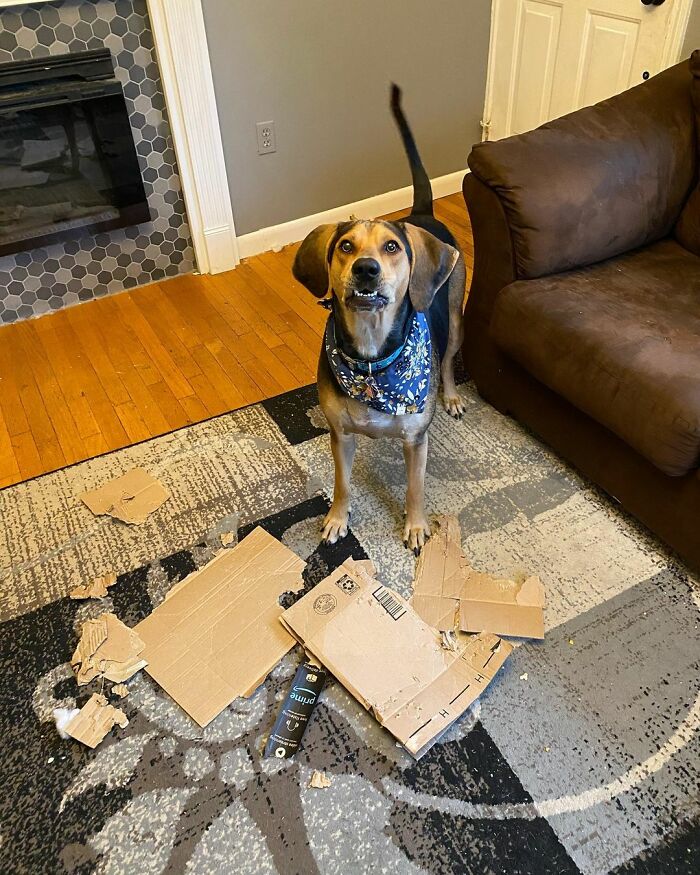 Dog Shamelessly Photobombs Every Single Family Christmas Pic, Ends Up Creating The Perfect Christmas Card
