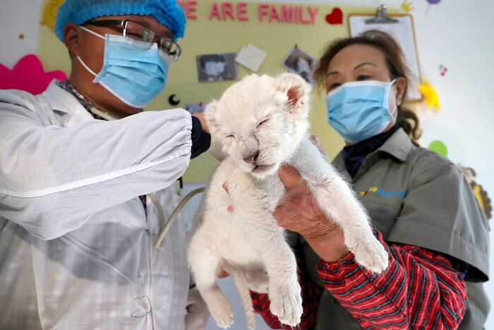 Extremely Rare White Lion Quadruplets Prepare To Meet Public For The First Time After Being Born Extremely Rare White Lion Quadruplets Prepare To Meet Public For The First Time After Being Born