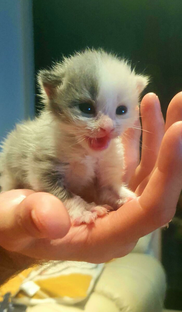 My GF Is A Vet Nurse And Often Brings Home Strays Handed In. She Said "It's Only Until She's Big Enough To Give Away"...