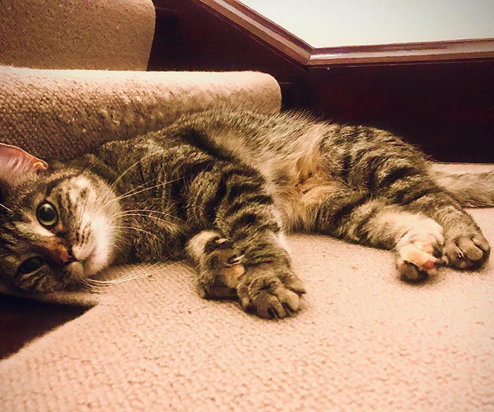 Ricky Gervais Attempts To Foster A Cat But Ends Up Adopting Her And She's Taking Over His Feed