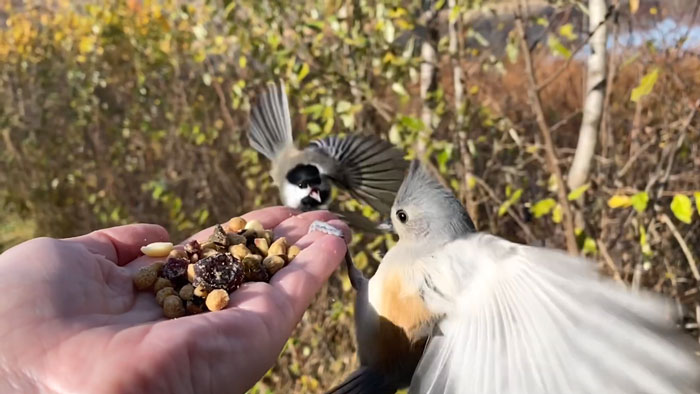 Photographer Records Fun Videos Of Birds Eating From Her Palm In Slow Motion