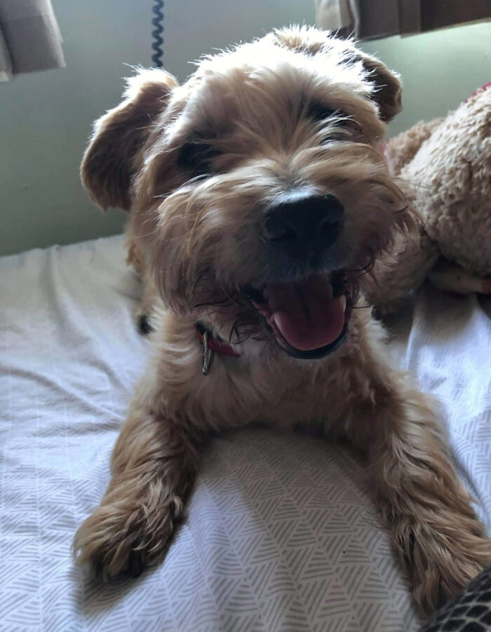 This Is My Baby Boy Alfie, He Was Unwell At The Beginning Of The Year And We Found Out He Is Diabetic. He Has Now Lost His Sight But He Is Still My Happy Boy