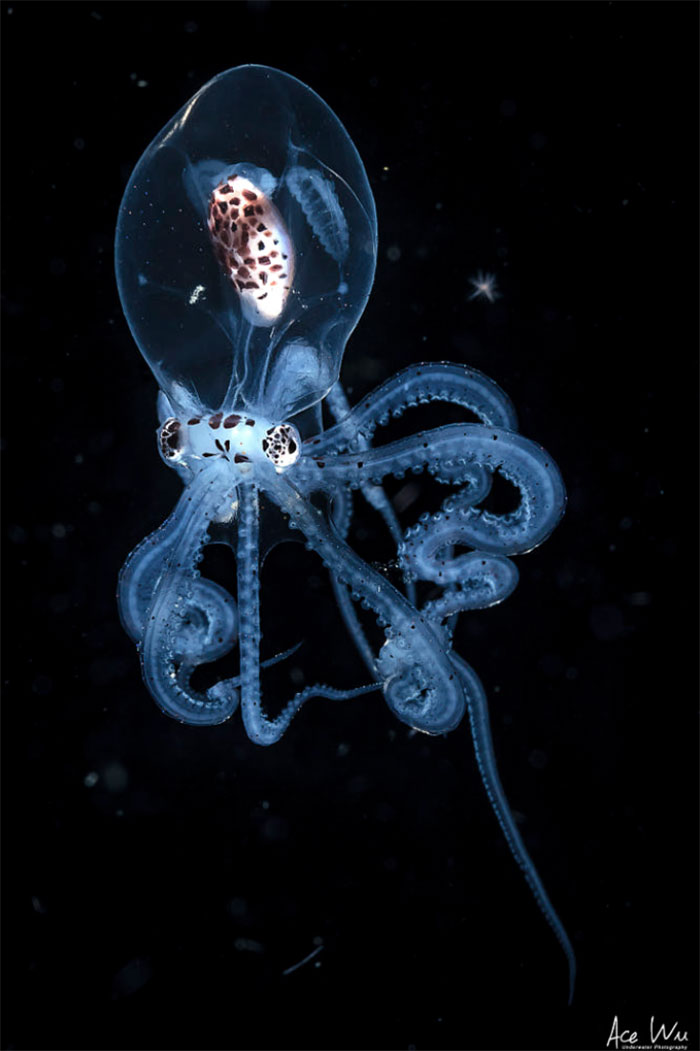 Blackwater Photographer Captures A Young Octopus With A Transparent Head, And You Can Even See Its Brain Blackwater Photographer Captures A Young Octopus With A Transparent Head, And You Can Even See Its Brain