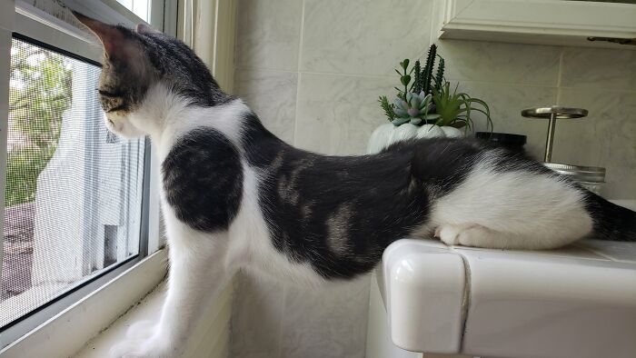 Nosey-Neighbors-Pets-Photos