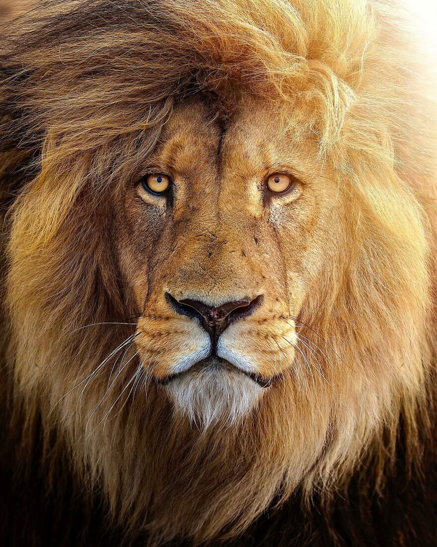 Wildlife-Photography-Lions-Simon-Needham