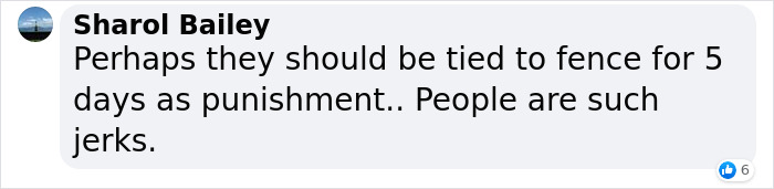 Dog Was Left Tied To A Fence All Alone For 5 Days Because His Owners Left Him When They Moved House