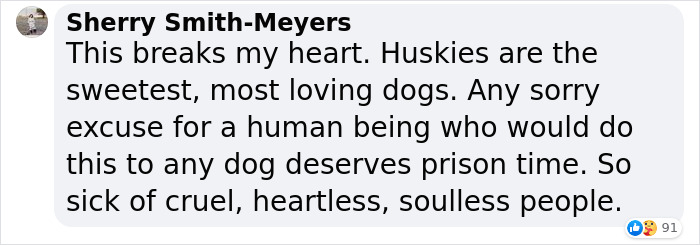 Dog Was Left Tied To A Fence All Alone For 5 Days Because His Owners Left Him When They Moved House