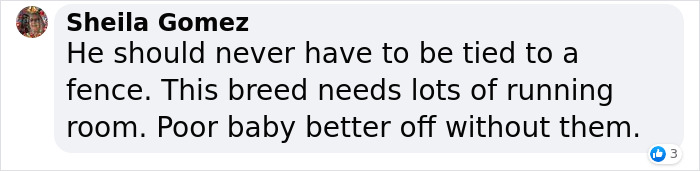 Dog Was Left Tied To A Fence All Alone For 5 Days Because His Owners Left Him When They Moved House