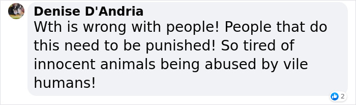 Dog Was Left Tied To A Fence All Alone For 5 Days Because His Owners Left Him When They Moved House