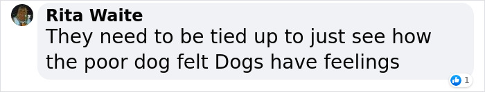 Dog Was Left Tied To A Fence All Alone For 5 Days Because His Owners Left Him When They Moved House Dog Was Left Tied To A Fence All Alone For 5 Days Because His Owners Left Him When They Moved House