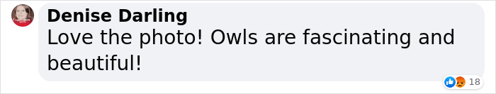 "It Sent Tingles Down My Spine For Hours": Owl Lands On This Photographer&rsquo;s Lens, Ends Up Blending In Perfectly