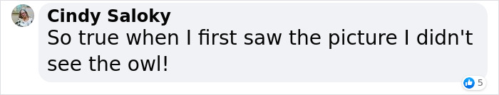 "It Sent Tingles Down My Spine For Hours": Owl Lands On This Photographer’s Lens, Ends Up Blending In Perfectly "It Sent Tingles Down My Spine For Hours": Owl Lands On This Photographer’s Lens, Ends Up Blending In Perfectly