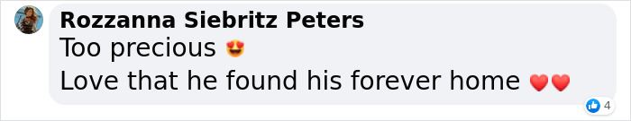3-Legged Cat Goes Back To The House Where He Once Discovered Kindness And Finds A Family Of His Dreams 3-Legged Cat Goes Back To The House Where He Once Discovered Kindness And Finds A Family Of His Dreams