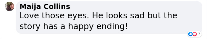 3-Legged Cat Goes Back To The House Where He Once Discovered Kindness And Finds A Family Of His Dreams 3-Legged Cat Goes Back To The House Where He Once Discovered Kindness And Finds A Family Of His Dreams