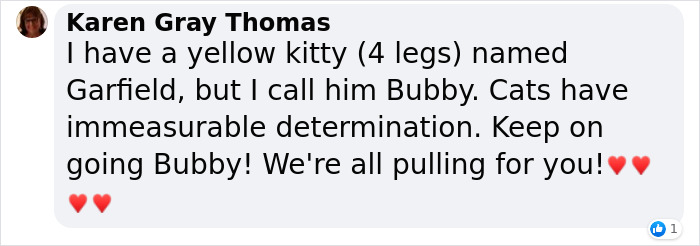 3-Legged Cat Goes Back To The House Where He Once Discovered Kindness And Finds A Family Of His Dreams 3-Legged Cat Goes Back To The House Where He Once Discovered Kindness And Finds A Family Of His Dreams
