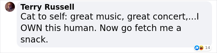 People Are Loving This Video Of A Cat Getting A "Piano Hammer Massage" While His Owner Plays Christmas Songs People Are Loving This Video Of A Cat Getting A "Piano Hammer Massage" While His Owner Plays Christmas Songs