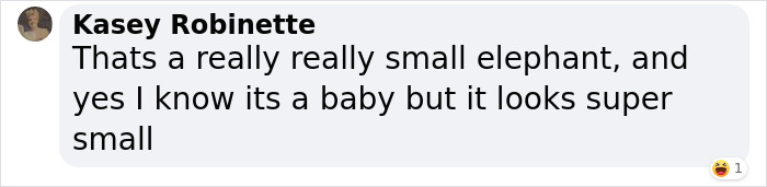 Baby Elephant Who Looked Dead After Being Hit By A Motorcycle Receives CPR, Survives And Is Reunited With The Mother