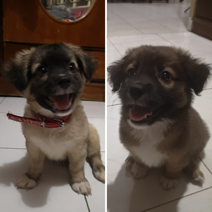 Left = Oreo = Father. Right = Milo = Oreo's Son
