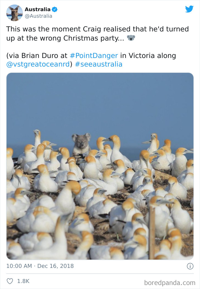 Australian-Christmas-Tweets