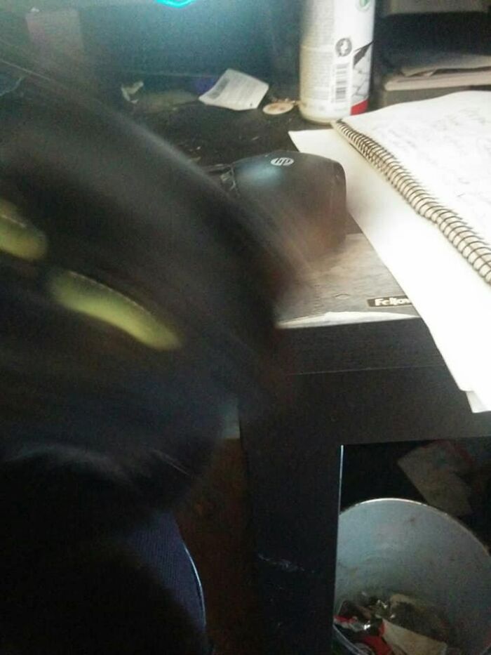 Our Ghost-Cat Leia. Trashes In The Background Are Just An Icing On A Cake