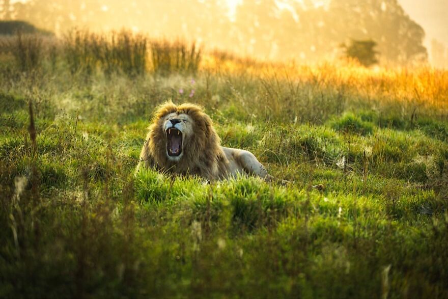 Wildlife-Photography-Lions-Simon-Needham